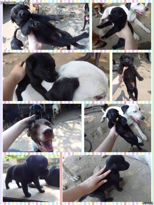 [認養] 傻呼呼的乳牛兄弟(好麻吉) (大牛&小牛)