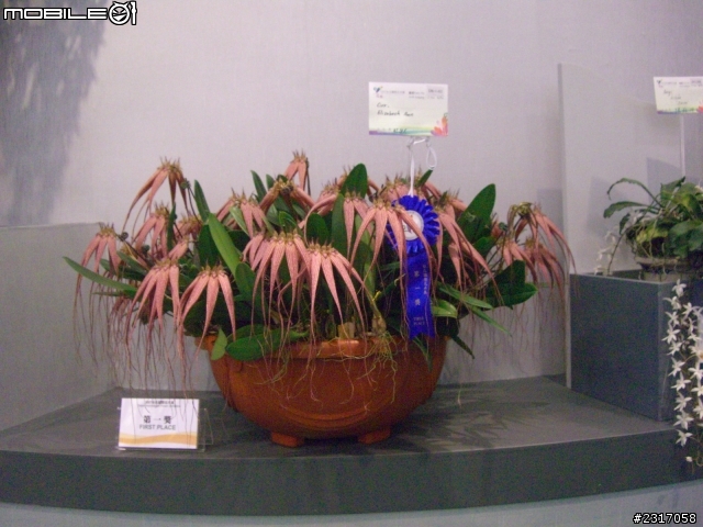 台北國際花卉展-花豔