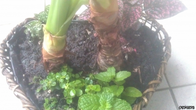 請問佛手芋問題