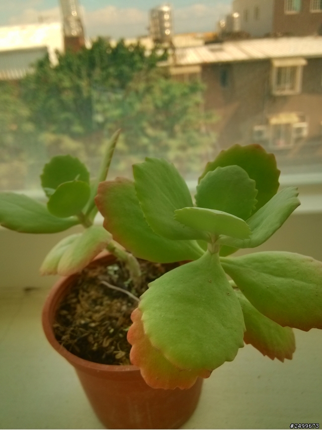請問多肉植物名稱。