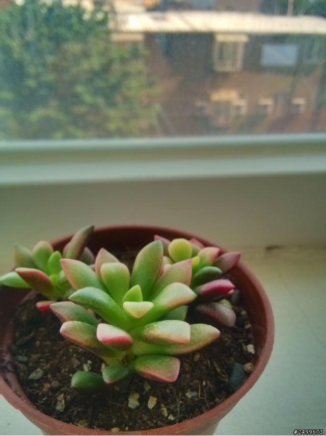 請問多肉植物名稱。