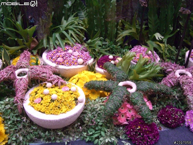 台北國際花卉展-花豔