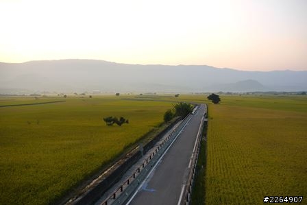 池上伯朗大道-2013-10-27-實況報導 -池上秋收