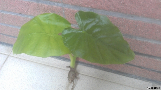 請問佛手芋問題