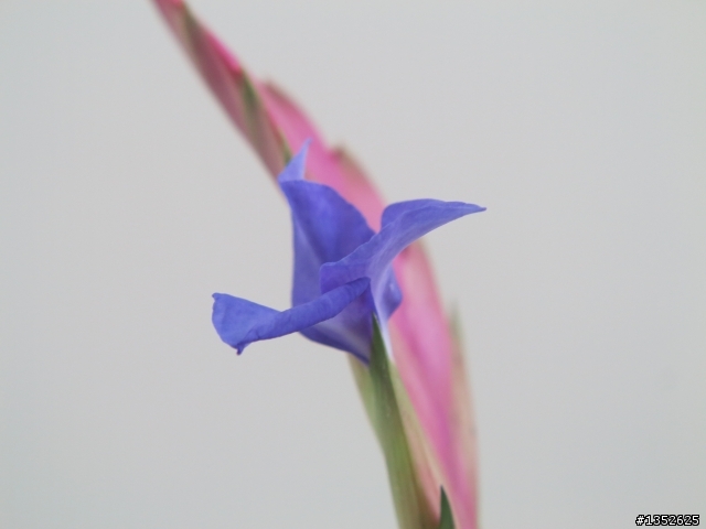 空氣鳳梨 T.lindenii 開花了