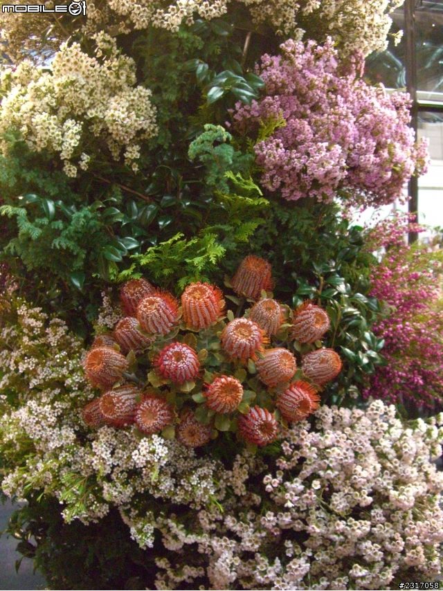 台北國際花卉展-花豔