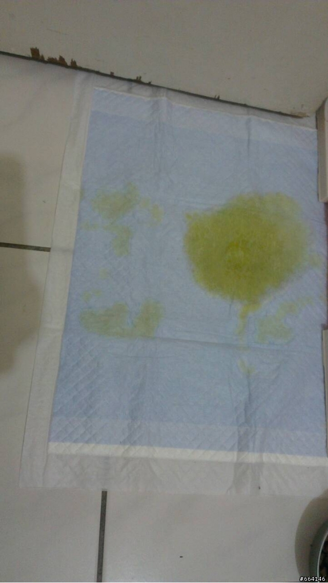 消臭大師超吸收狗尿墊試用心得