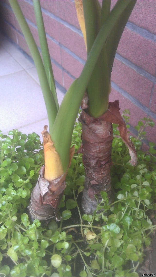 請問佛手芋問題