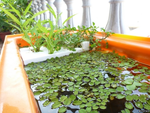 我的魚菜共生池.. 跟大家分享 ^^