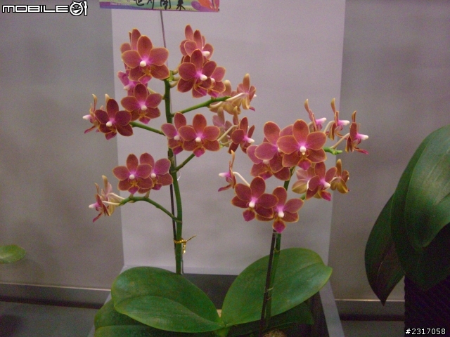台北國際花卉展-花豔