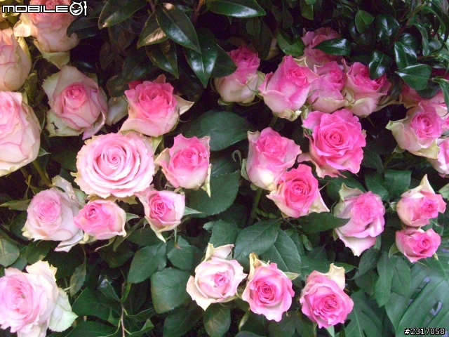 台北國際花卉展-花豔