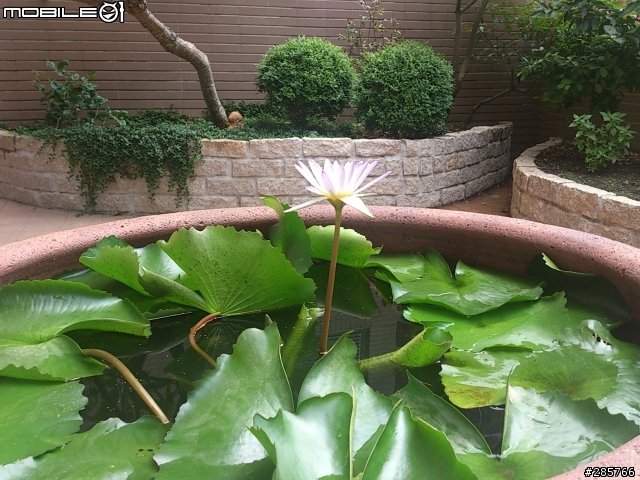 分享我家的露臺花園