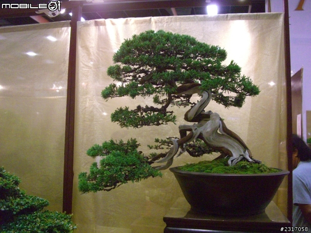 台北國際花卉展-花豔
