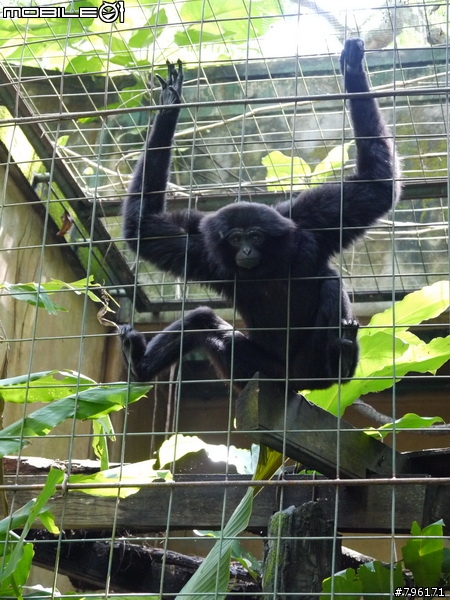 BALI 峇里島慢慢走~Kuta, Ubud Zoo