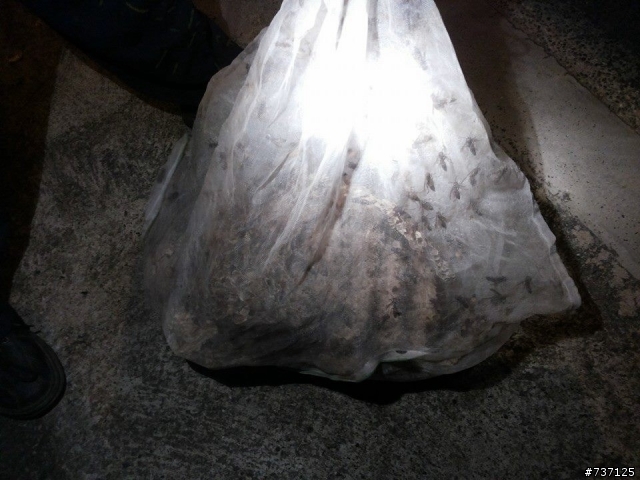 恐怖的虎頭蜂窩