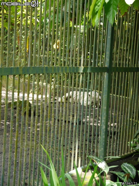 BALI 峇里島慢慢走~Kuta, Ubud Zoo