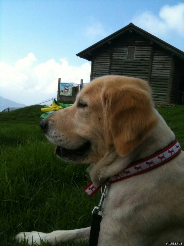 黃金獵犬成犬提供認養