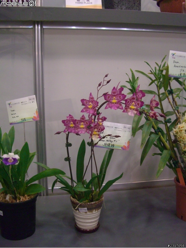 台北國際花卉展-花豔