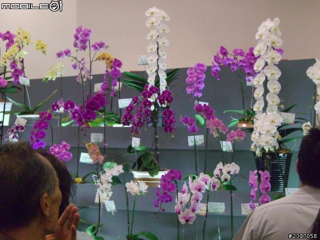 台北國際花卉展-花豔