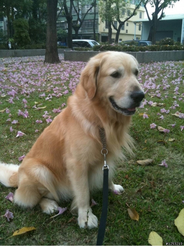黃金獵犬成犬提供認養
