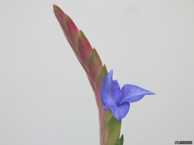空氣鳳梨 T.lindenii 開花了