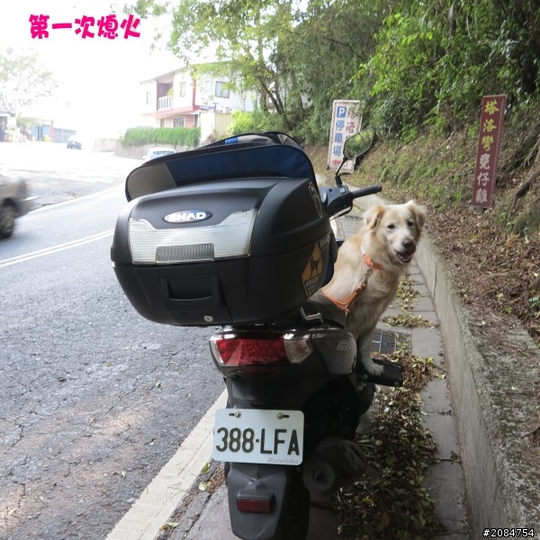 省道一姐小伙伴們，兩隻弱雞武領行、還有一隻大雞雞Ducati。