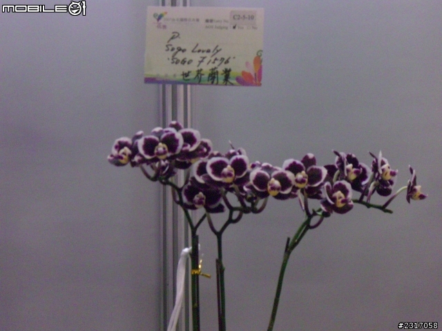 台北國際花卉展-花豔