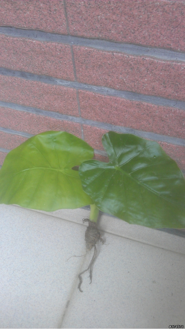 請問佛手芋問題