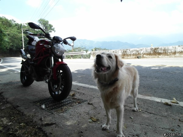 省道一姐小伙伴們，兩隻弱雞武領行、還有一隻大雞雞Ducati。