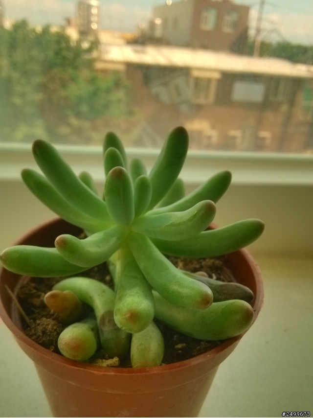請問多肉植物名稱。