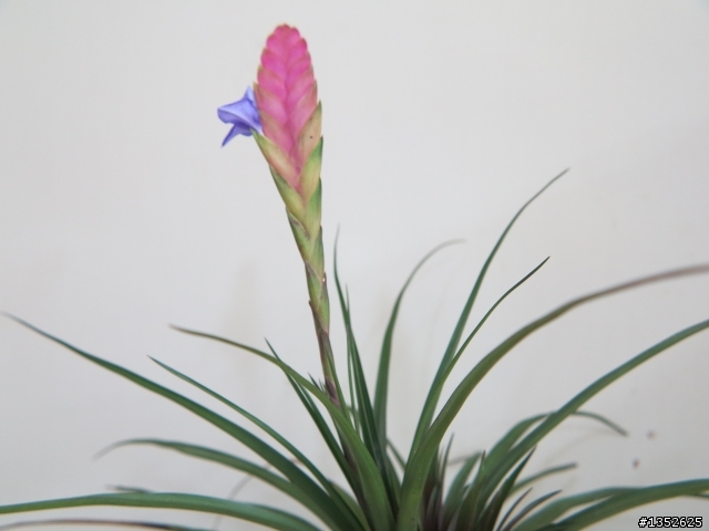 空氣鳳梨 T.lindenii 開花了