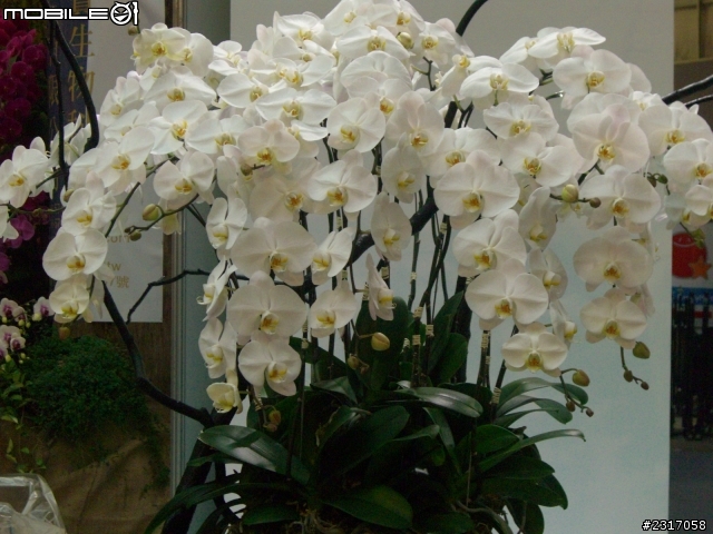 台北國際花卉展-花豔