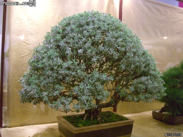 台北國際花卉展-花豔