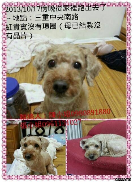 協尋紅貴賓