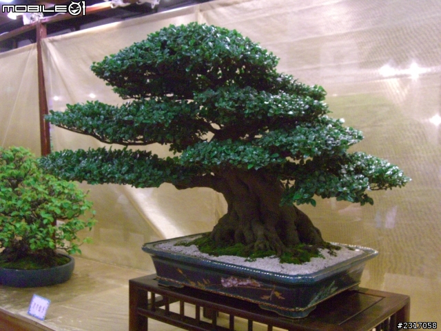 台北國際花卉展-花豔