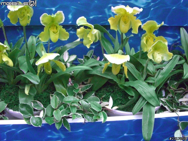 台北國際花卉展-花豔