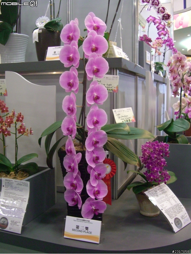 台北國際花卉展-花豔