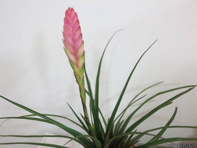 空氣鳳梨 T.lindenii 開花了