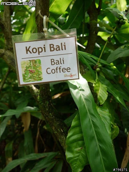 BALI 峇里島慢慢走~Kuta, Ubud Zoo