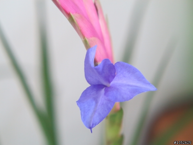 空氣鳳梨 T.lindenii 開花了