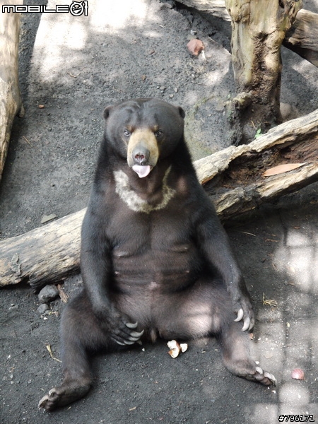 BALI 峇里島慢慢走~Kuta, Ubud Zoo