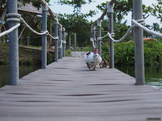 E-P5 + Vario X 35-100mm 實拍