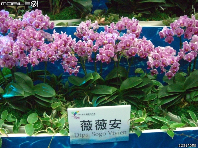 台北國際花卉展-花豔
