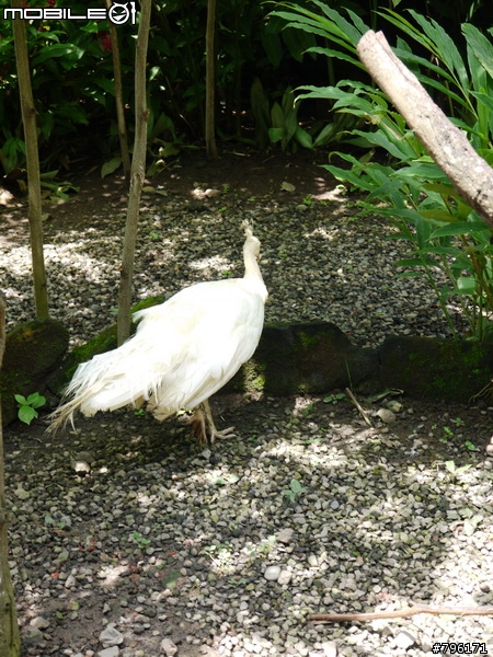 BALI 峇里島慢慢走~Kuta, Ubud Zoo