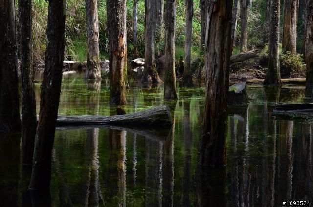 森林不枯何生藻,心若無愁何忘憂 ( 忘憂森林2013-10-27)