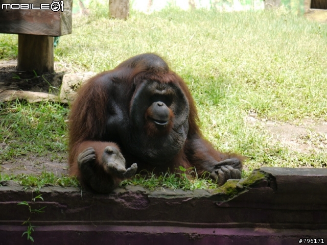 BALI 峇里島慢慢走~Kuta, Ubud Zoo