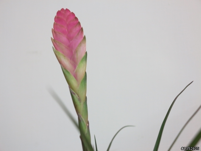 空氣鳳梨 T.lindenii 開花了