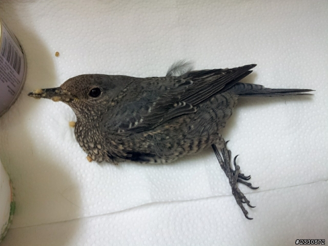 急問 求救 家貓抓了一隻鳥 這是什麽鳥 (附圖)