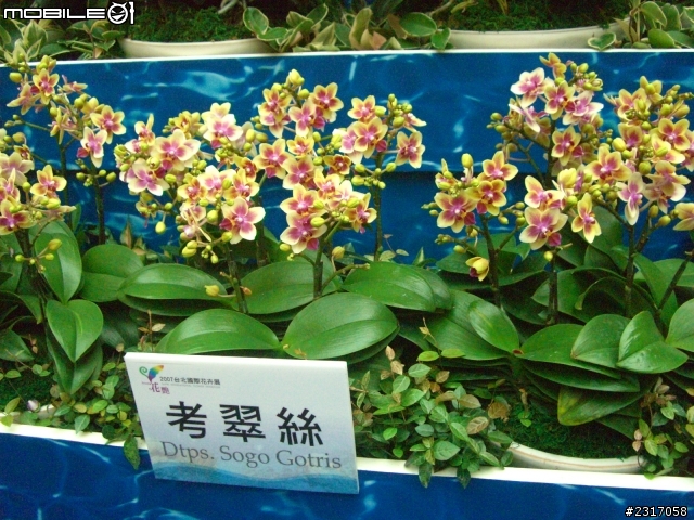 台北國際花卉展-花豔