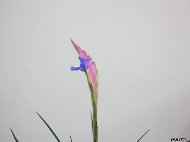 空氣鳳梨 T.lindenii 開花了